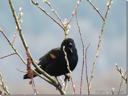 Vocal Blackbird