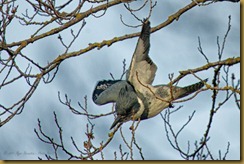 - Kingfisher flight_BIF8773 March 09, 2011 NIKON D3S