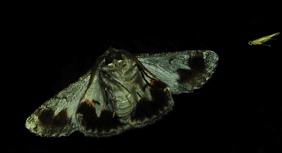 Geometridae : Geometrinae : Hypobapta tachyhalotaria HAUSMANN et al., 2009, verso. Umina Beach (NSW, Australie), 23 octobre 2011. Photo : Barbara Kedzierski
