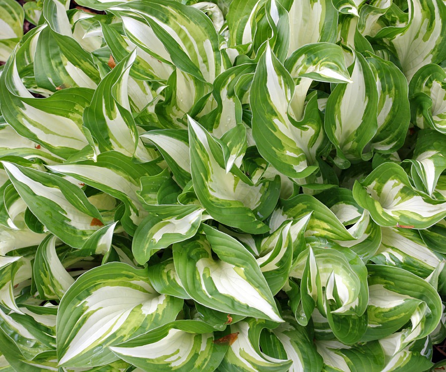 [120506_hosta%255B11%255D.jpg]