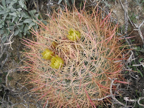 Early season flowers on a barrel cactus