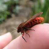 Ruby Tiger moth