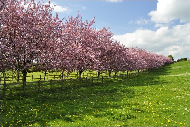 _47992818_sunnytrees[1]