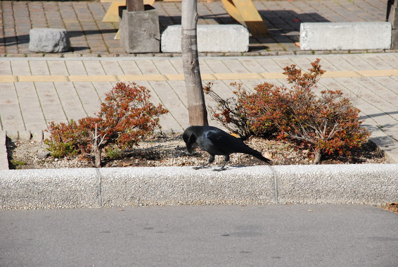 hokkaido_202.jpg