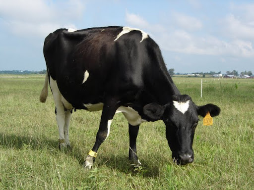 A Holstein cow grazes in a field at the the Southwest Research Center in Mt. Vernon, Missouri (Photo credit: Sam Senovich)