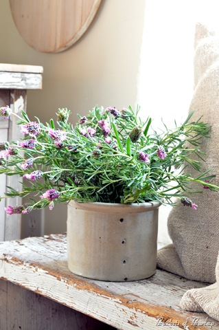 [cheese%2520pot%2520%2526%2520Lavender%255B7%255D.jpg]