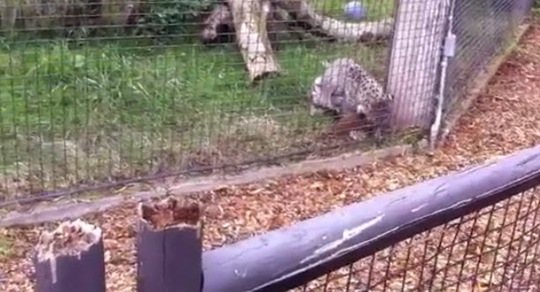 [leopard-attacks-squirrel-no%255B2%255D.jpg]