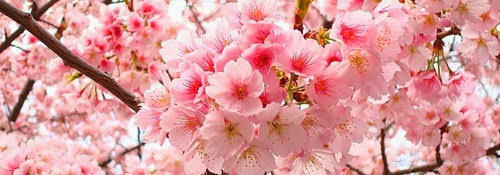 cerejeiras no Japão