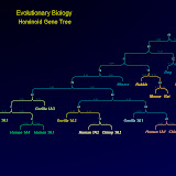 Tree1.jpg