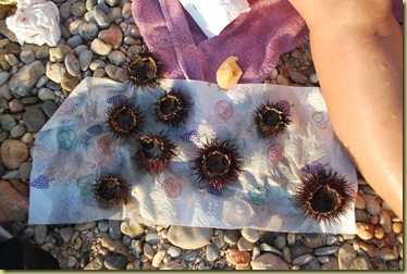 Sea urchins - Catched by Claudie Sea urchins - Catched by Claudie