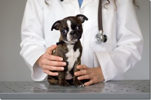 vet-with-boston-terrier-health
