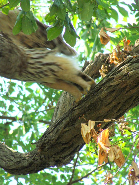 Owl launching Owl launching