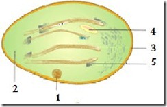 Ajas Manfaat Soal Tentang Metabolisme