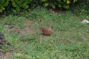 DSC_0954.JPG