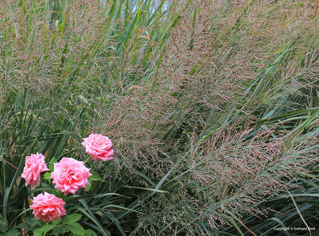 [130902_UCD_Aboretrum_StorerGarden_Panicum-virgatum-Dallas-Blues_40%255B3%255D.jpg]