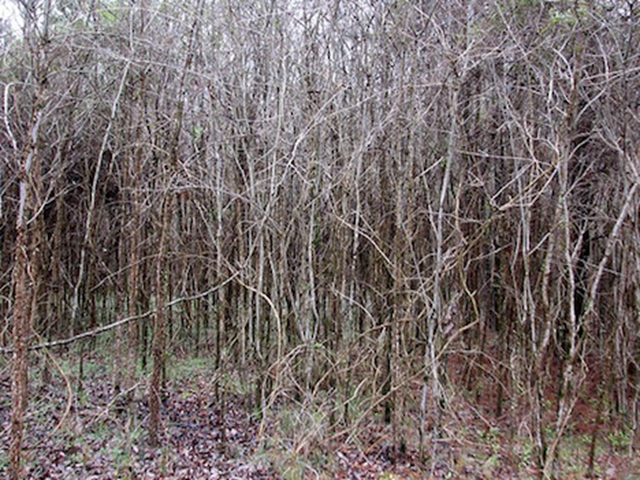 Dead white pine trees. White pines are one species that's under assault by the DuPont weedkiller, Imprelis. bobistraveling  Flickr/CC / treehugger.com