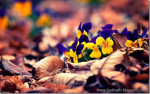 autumn-leaves-flowers