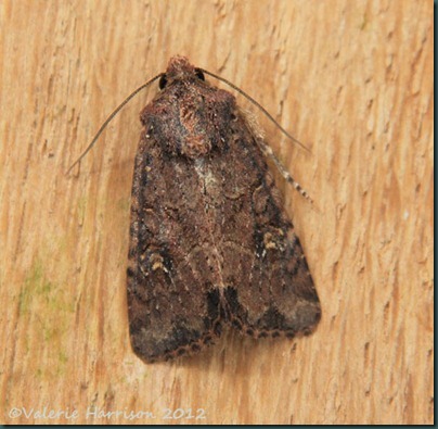 common-lesser-common-rustic common-lesser-common-rustic