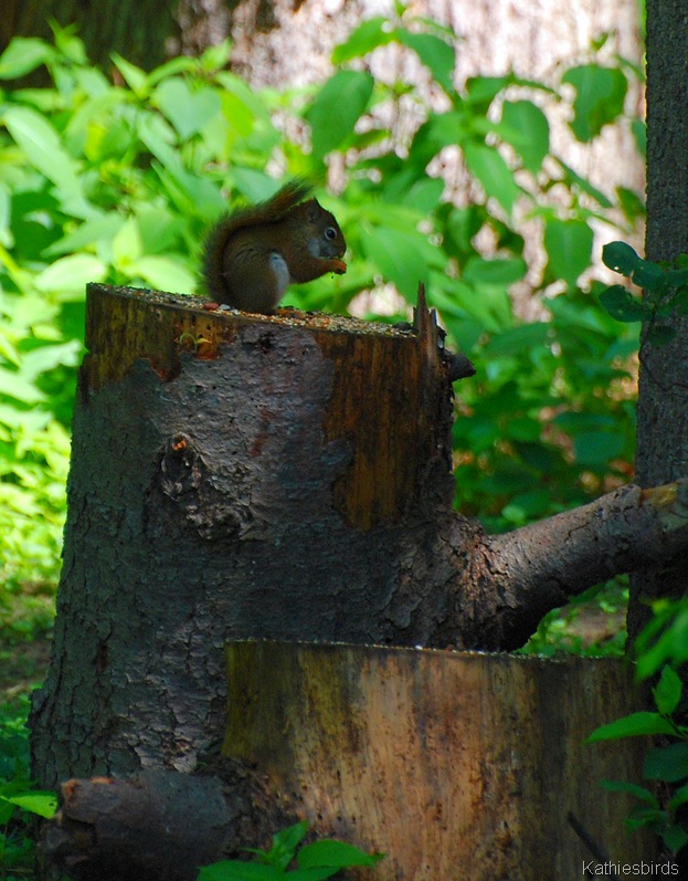 [13.%2520red%2520Squirrel-kab%255B4%255D.jpg]