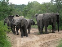 Elephant herd - Thornybush Reserve, Kruger NP