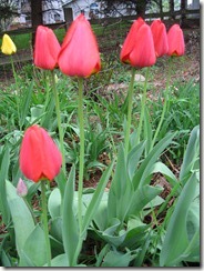 IMG_0003 IMG_0003