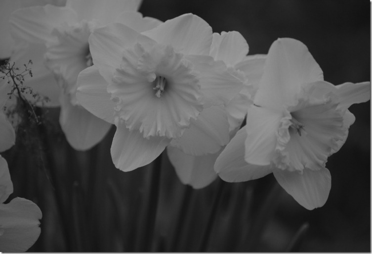Close up of Daffodils 2-25=2012