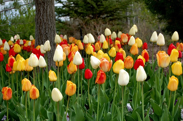 [tptulips%255B2%255D.jpg]