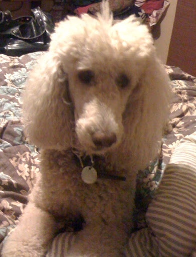 A dog is more likely to learn and know his name if the name
has two syllables.
(That said, I know plenty of pooches who know their one-syllable name) A dog is more likely to learn and know his name if the name
has two syllables.
(That said, I know plenty of pooches who know their one-syllable name)