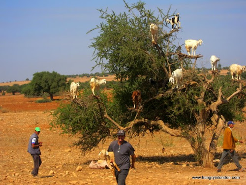 Maroc 198.JPG