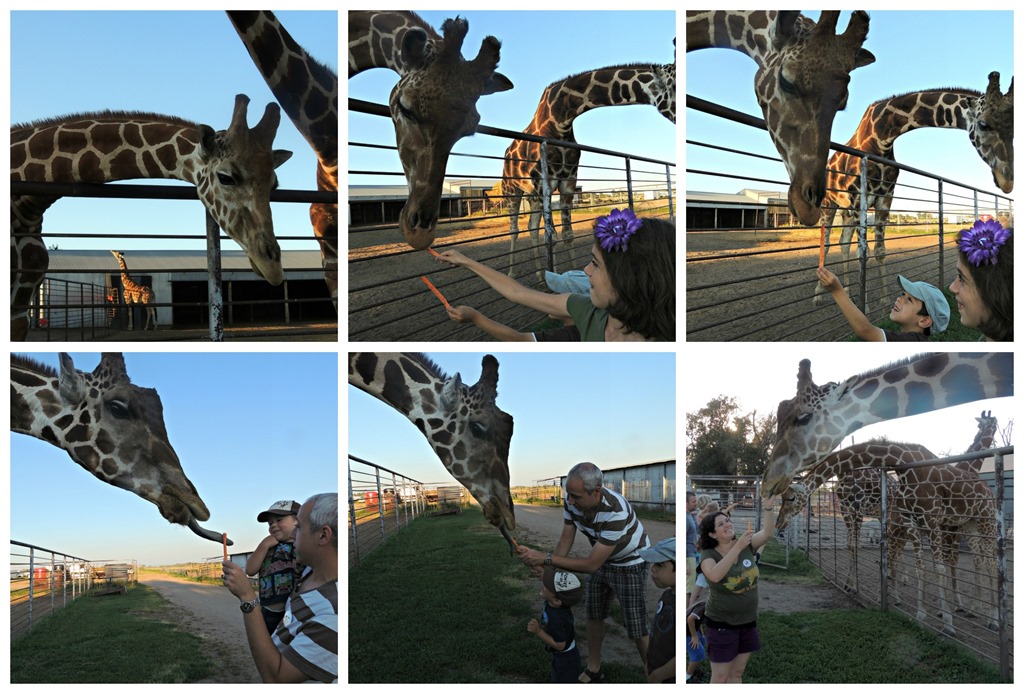 [giraffe%255B3%255D.jpg]