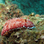 Nudibranch (Pemuteran, North Bali)