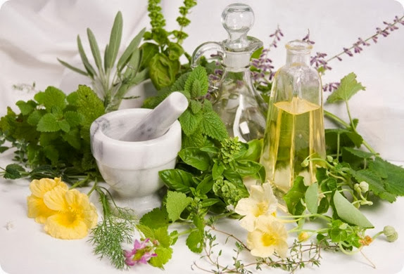 tanaman herbal tanaman herbal