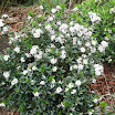 DAPHNE TANGUTICA (CENTRAL SEATING AREA KB).JPG