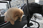 I see you brought G.K. along.  Perhaps he'd like to climb up on my saddle.