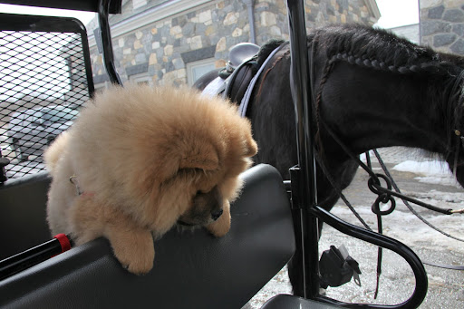 I see you brought G.K. along.  Perhaps he'd like to climb up on my saddle.
