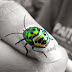 The smiling Green Jewel bug :) 