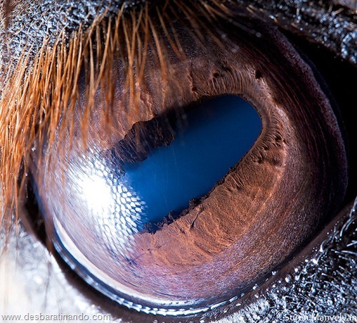 cavalo cavalo