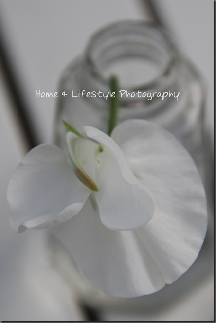 Home & Lifestyle IMG_1332