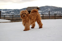 Gorgeous Betsy Bess,<br />
red Labradoodle