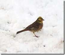 yellowhammer