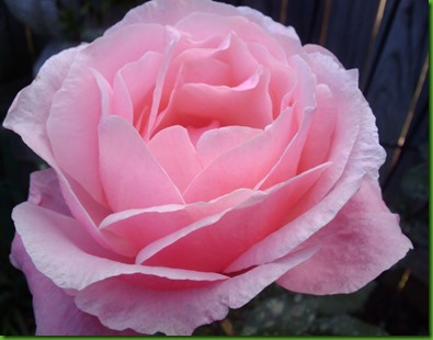Rose Queen Elizabeth Rose Queen Elizabeth