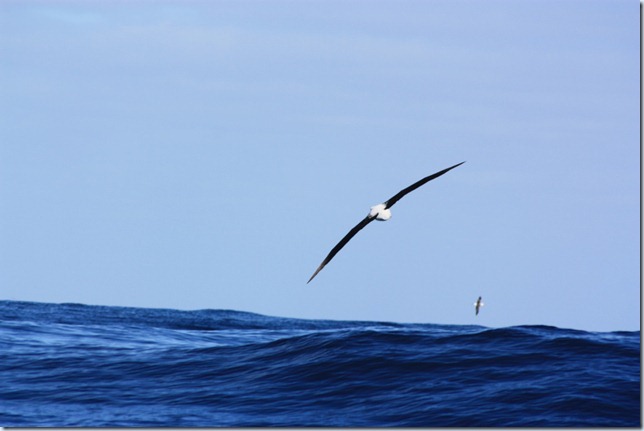 Pelagic 18 August 2012 020_small Pelagic 18 August 2012 020_small