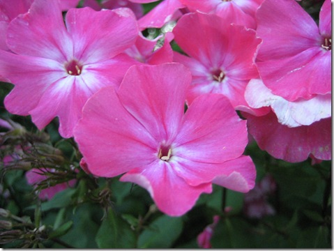 IMG_2426 IMG_2426