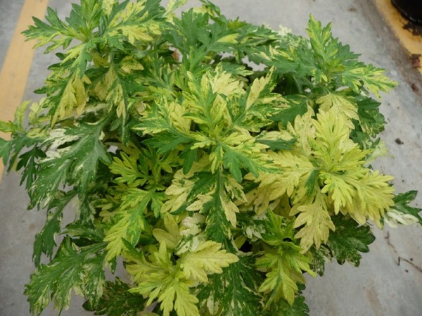 artemisia.jpg Artemisia