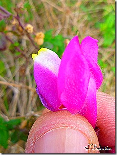 P1180979 P1180979