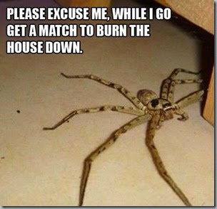 spider-burn the house down
