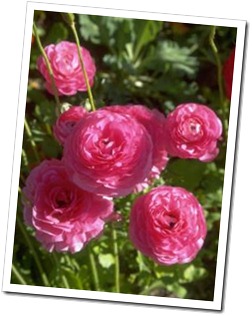 clip_image002