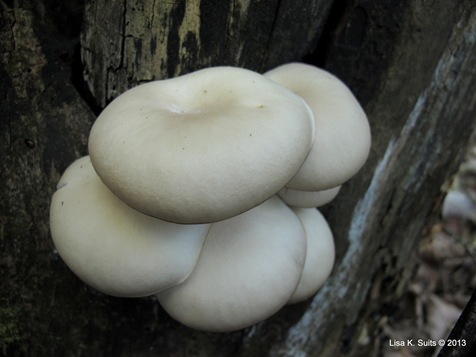 young oyster cluster young oyster cluster