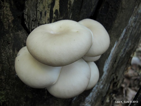 young oyster cluster