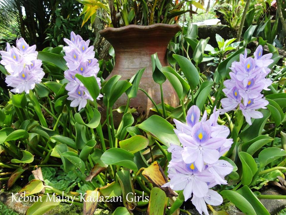 [Water-Hyacinth-Blooming-Season4.jpg]